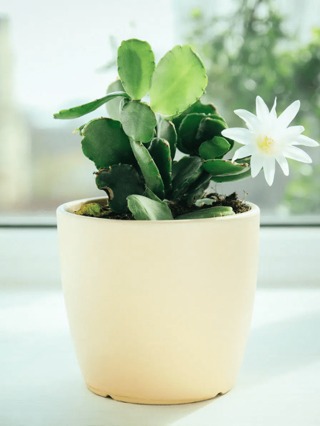 How to Get Your Christmas Cactus to Bloom Again in Winter