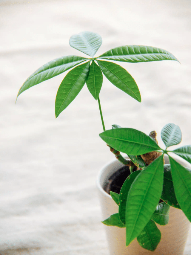 How to Grow a Money Tree for Luck and Abundance