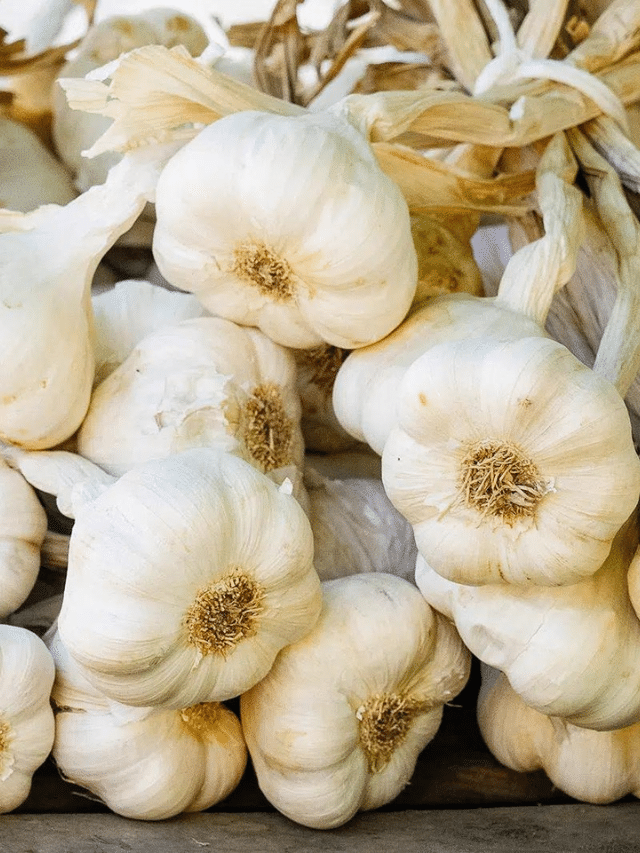 Don’t Forget to Preorder Seed Garlic—Here’s What Grows Best in Your Climate