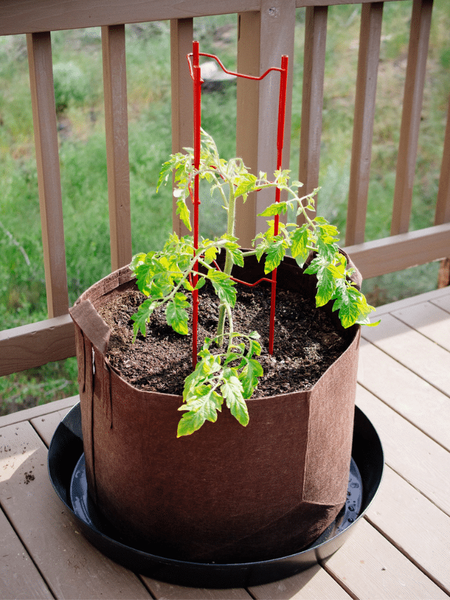 My Favorite Grow Bags for Growing Massive Tomato Plants