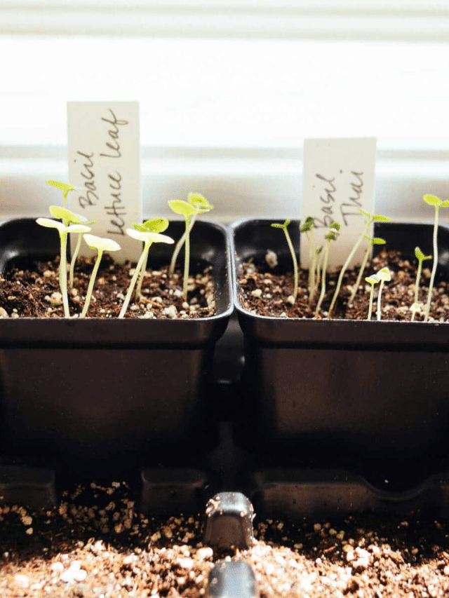 A Simple Beginner’s Guide to Starting Seeds Indoors