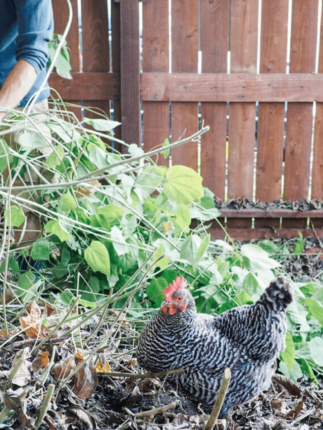 How to Prep Your Garden for Spring
