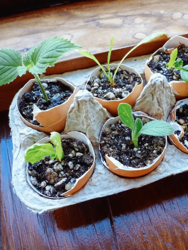How to Start a Whole Garden on Your Windowsill—Using Eggshells!