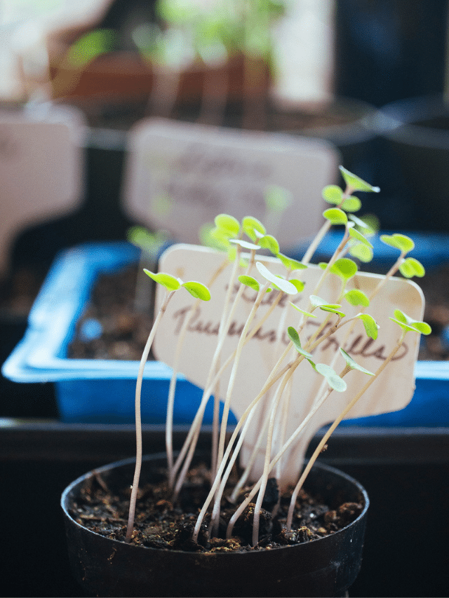 12 Most Common Seed Starting Mistakes—Are You Making Them?