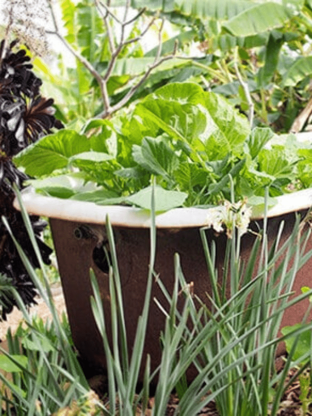 How to Turn an Old Clawfoot Tub Into a Planter
