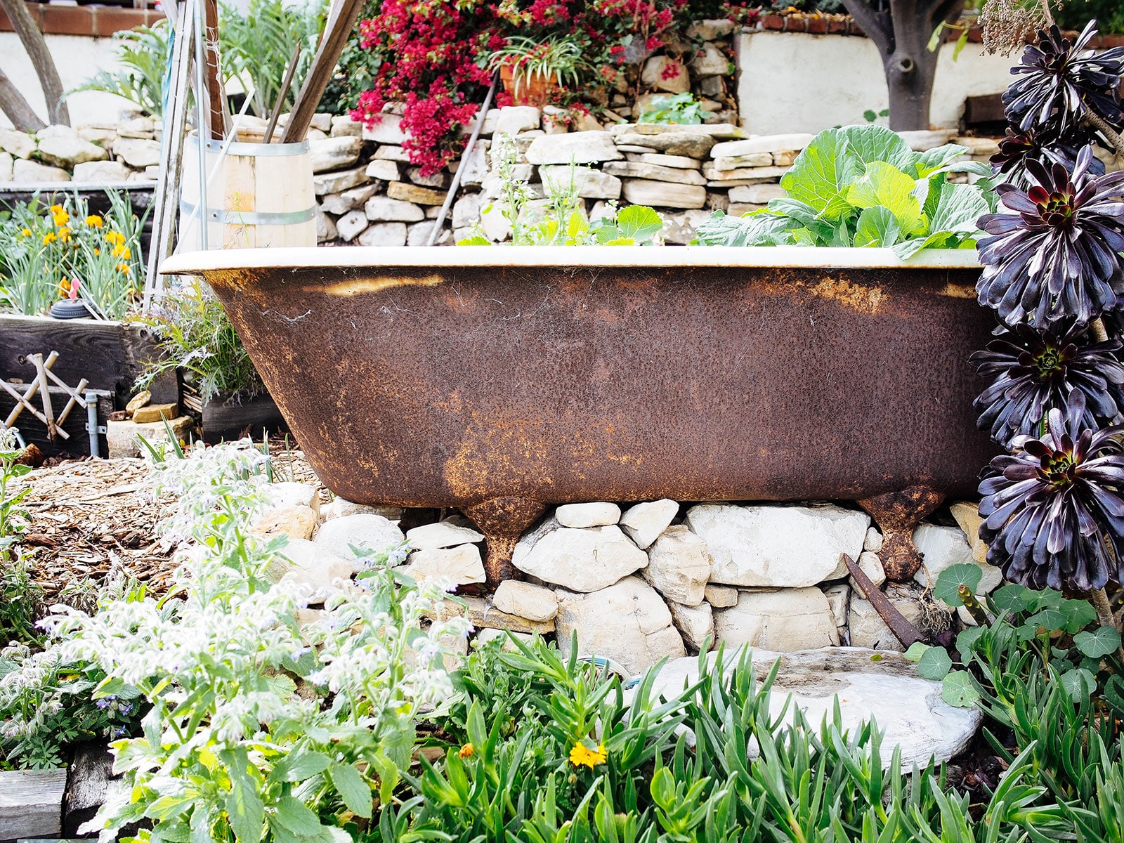 Side view of a rusted vintage clawfoot tub turned into a planter in the garden
