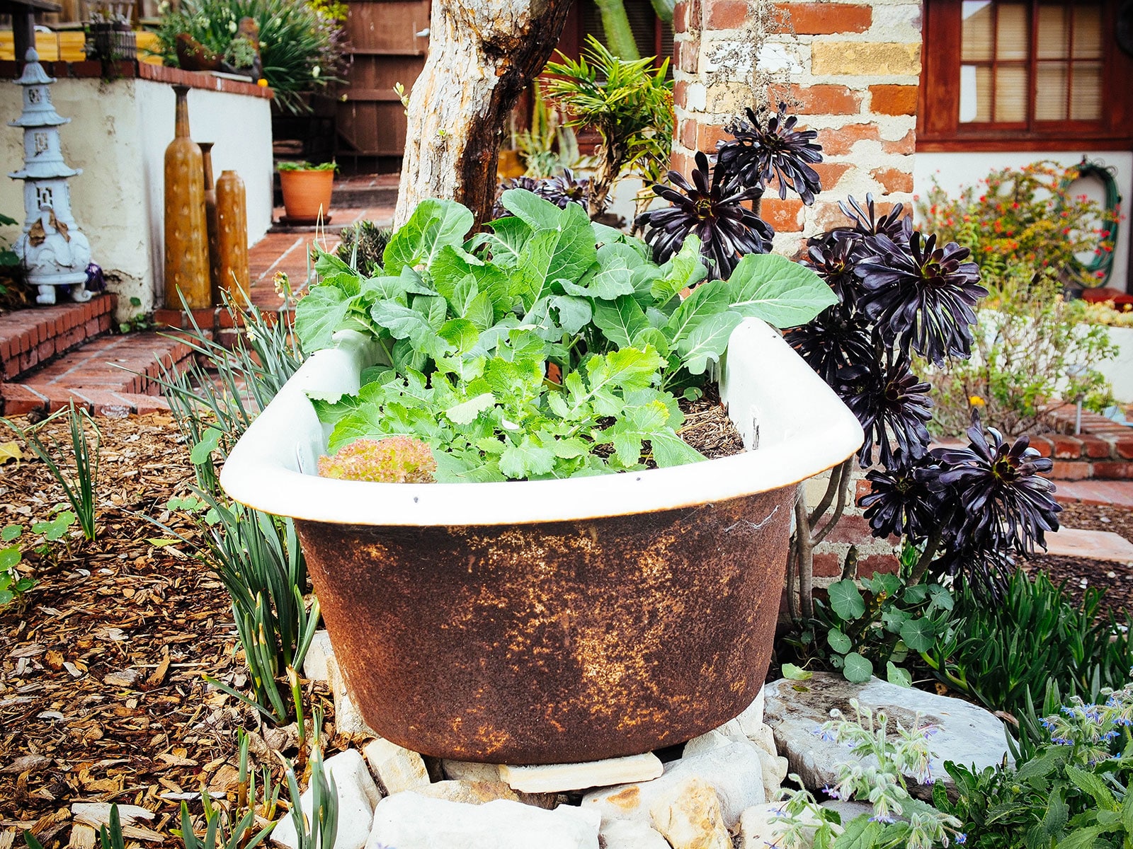 Leafy green vegetables growing in a rusty vintage clawfoot tub turned garden planter