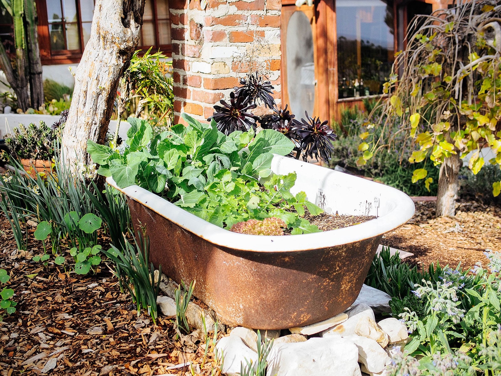 An old clawfoot tub turned into a planter with leafy vegetables in it