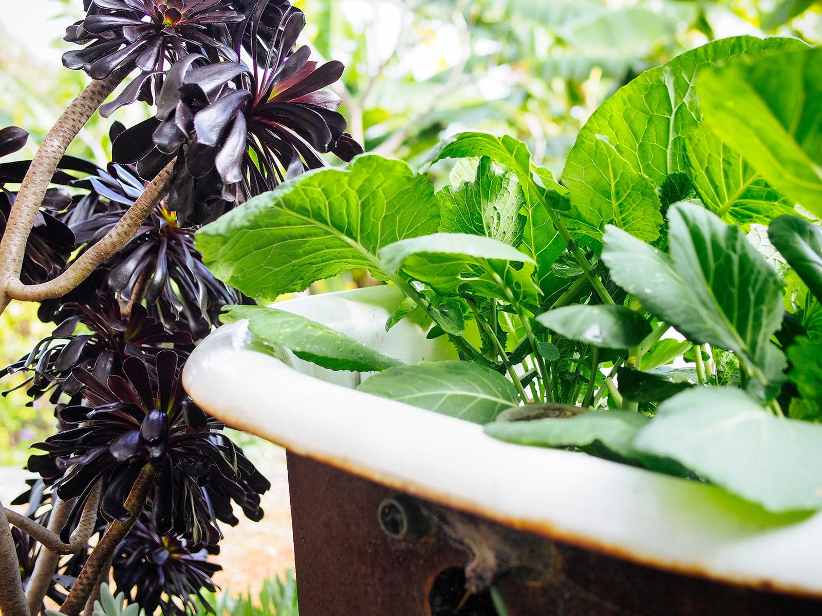 Close-up of mustard greens growing in a bathtub planter, with a black succulent plant next to it