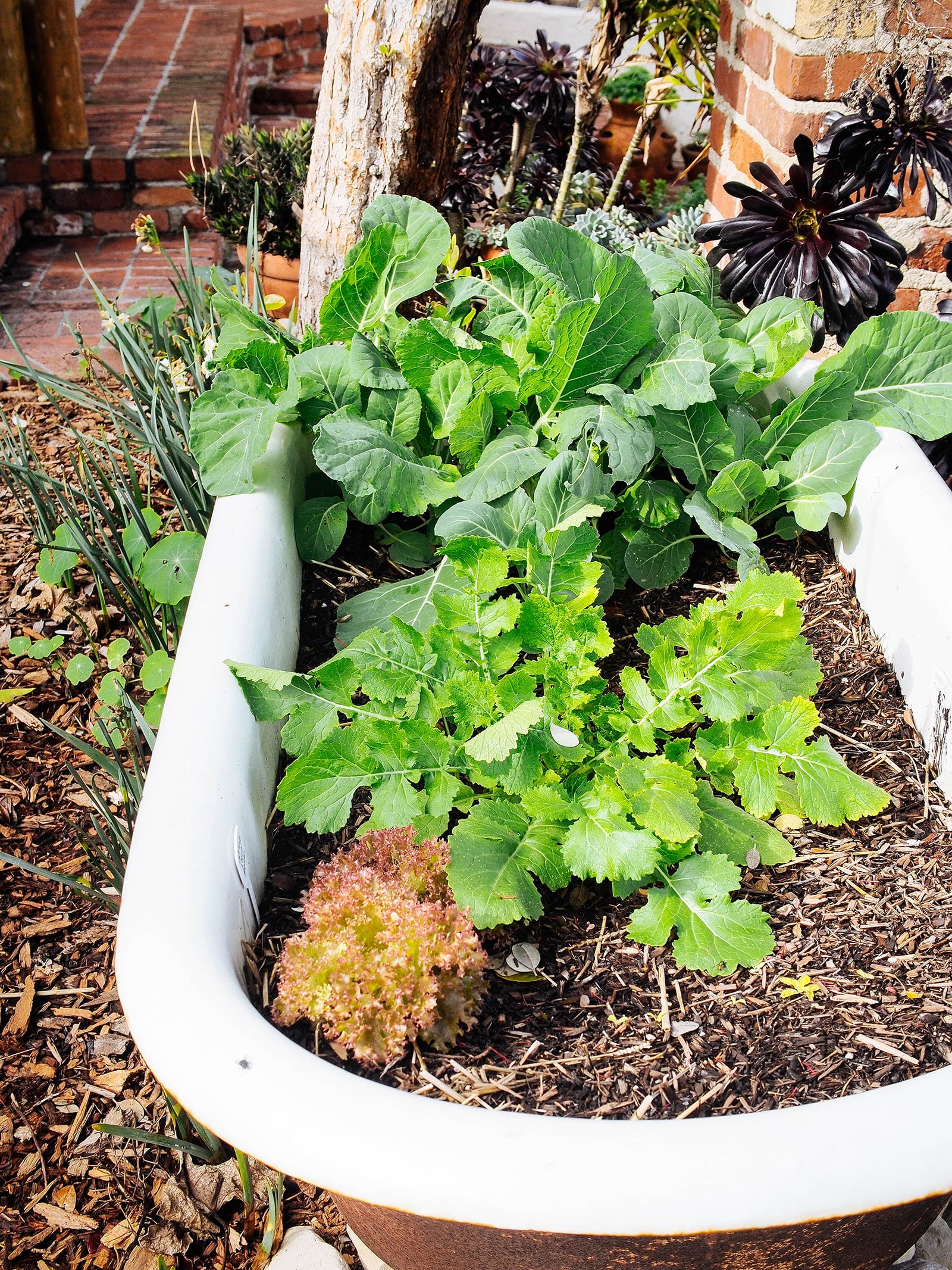Bathtub planter filled with leafy greens and bark mulch