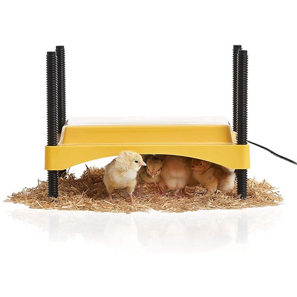 Thermo chick brooder