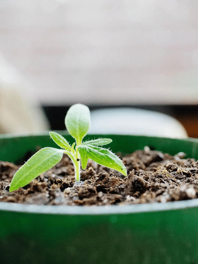 How to Repot Tomato Seedlings So Your Plants Grow Even Bigger