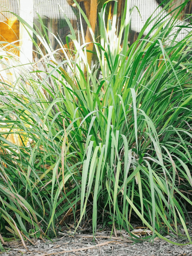 How to Prune Lemongrass So It Can Thrive This Season