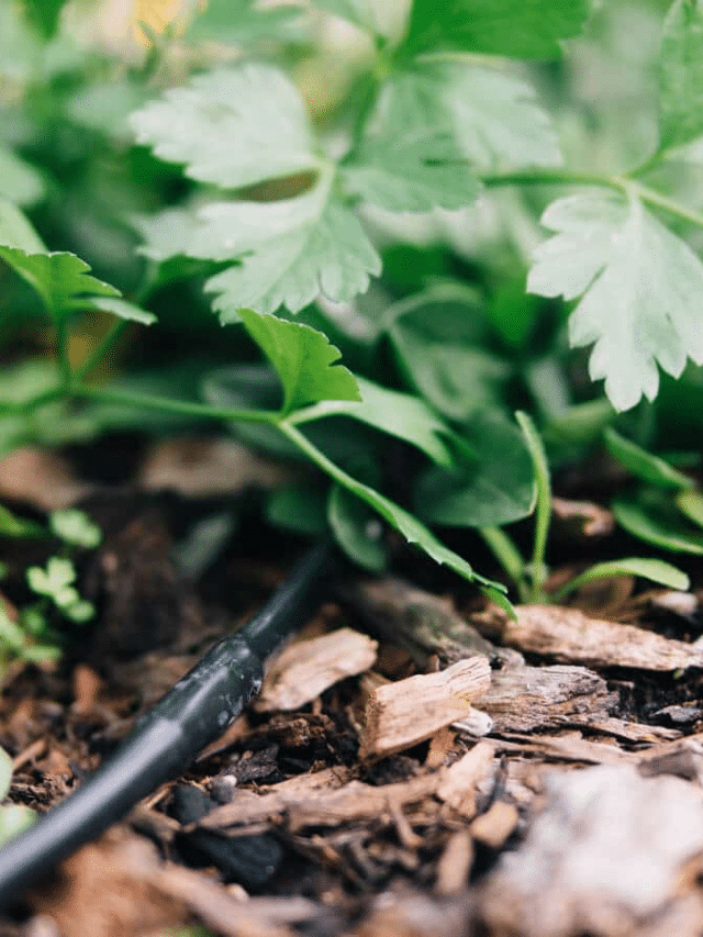 Easy Guide to Installing Drip Irrigation in Your Garden