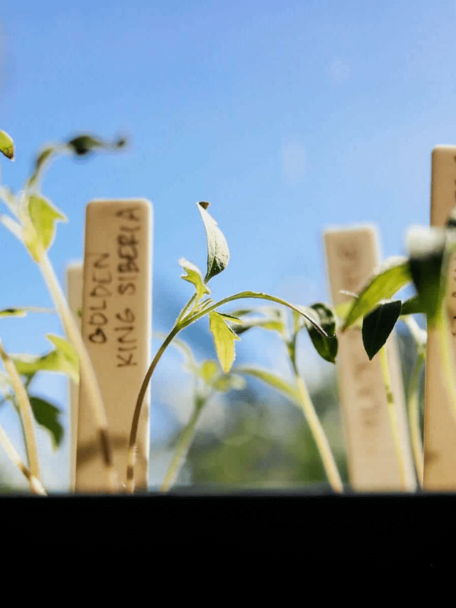 How to Harden Off Seedlings in 7 Days or Less