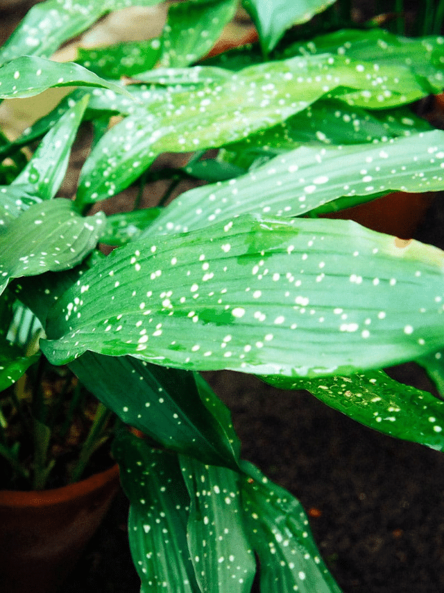 How to Care for Cast-Iron Plant (the Best Houseplant for Brown Thumbs)