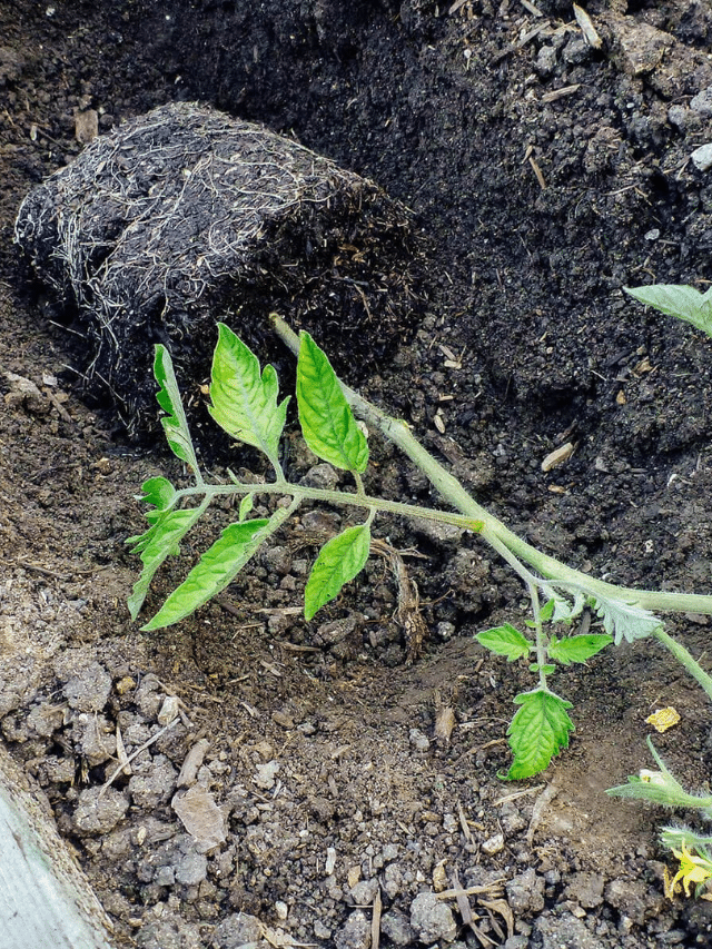 Why You Should Always Plant Your Tomatoes Sideways