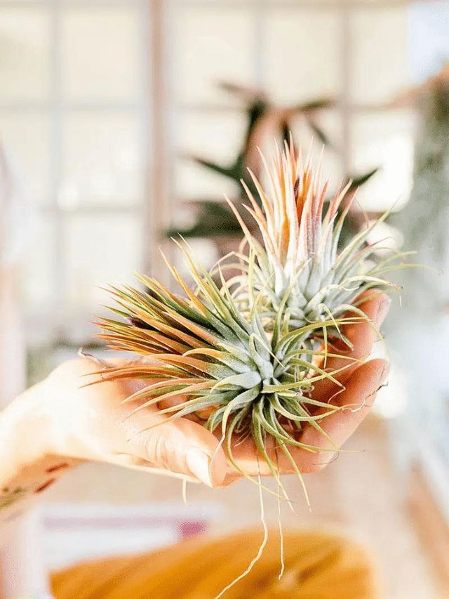 The Proper Way to Care for Air Plants