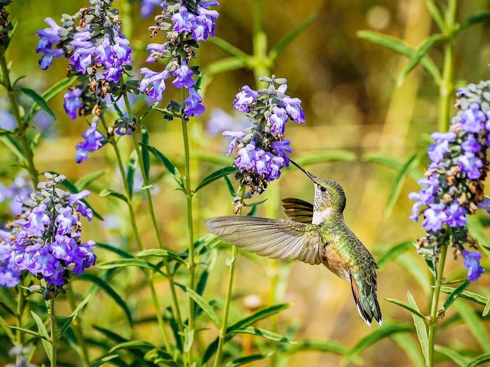 Hummingbird feeding on bluish-purple beardtongue flowers