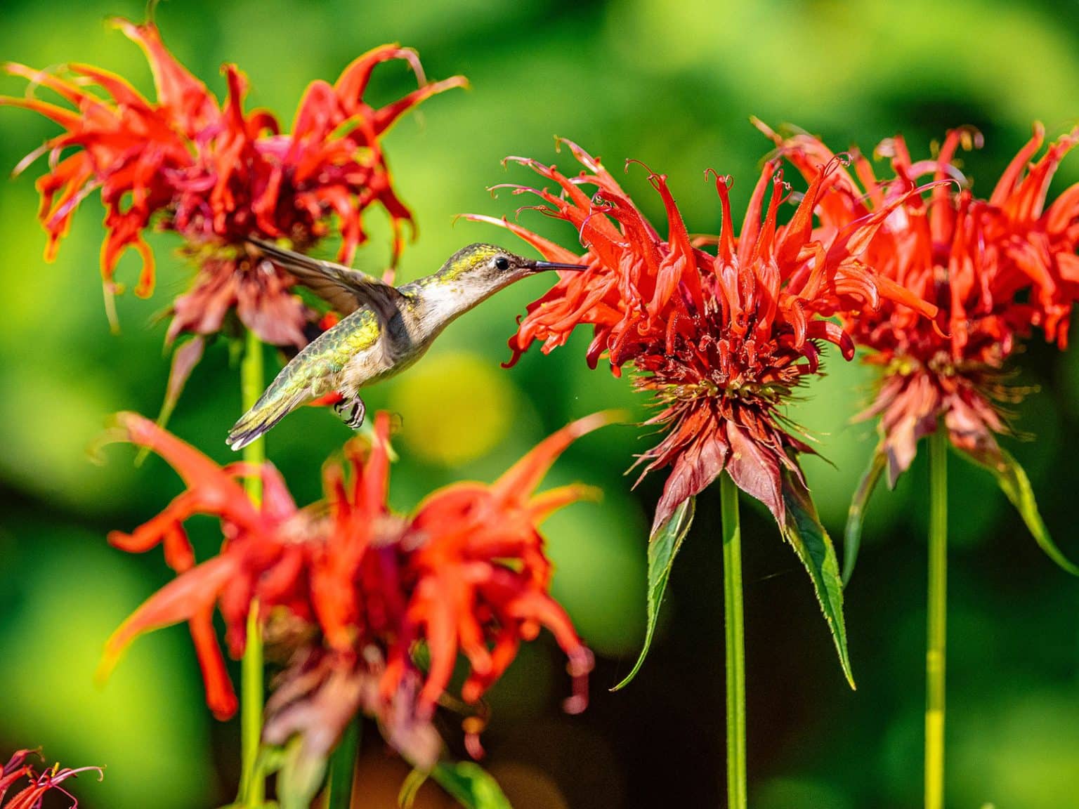 17 Flowers That Hummingbirds Love (Plant These in Your Garden ...