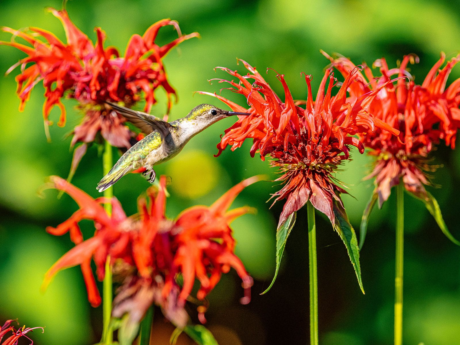 Hummingbird feeding on red bee balm flowers
