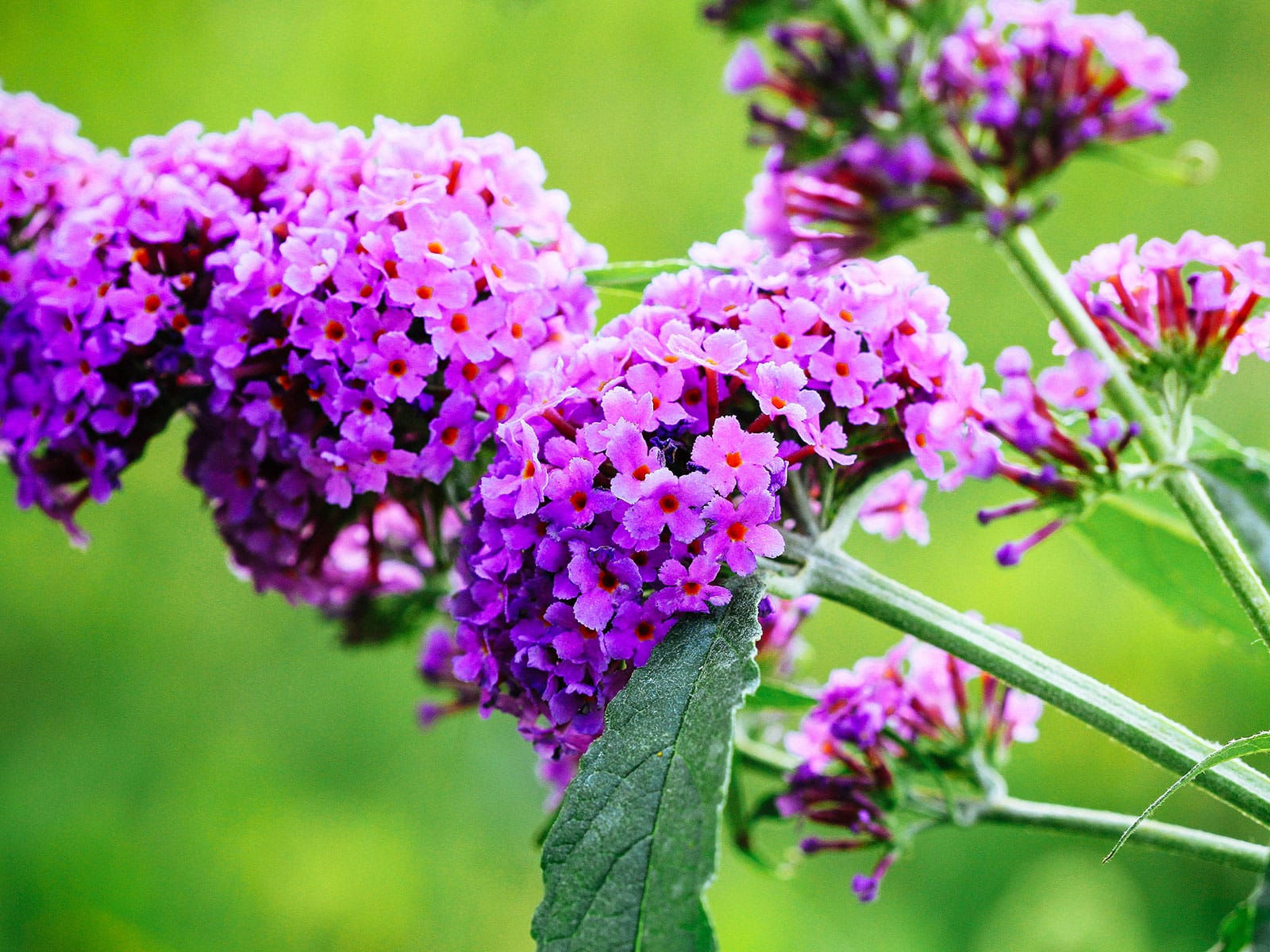 Pinkish-purple butterfly bush flowers