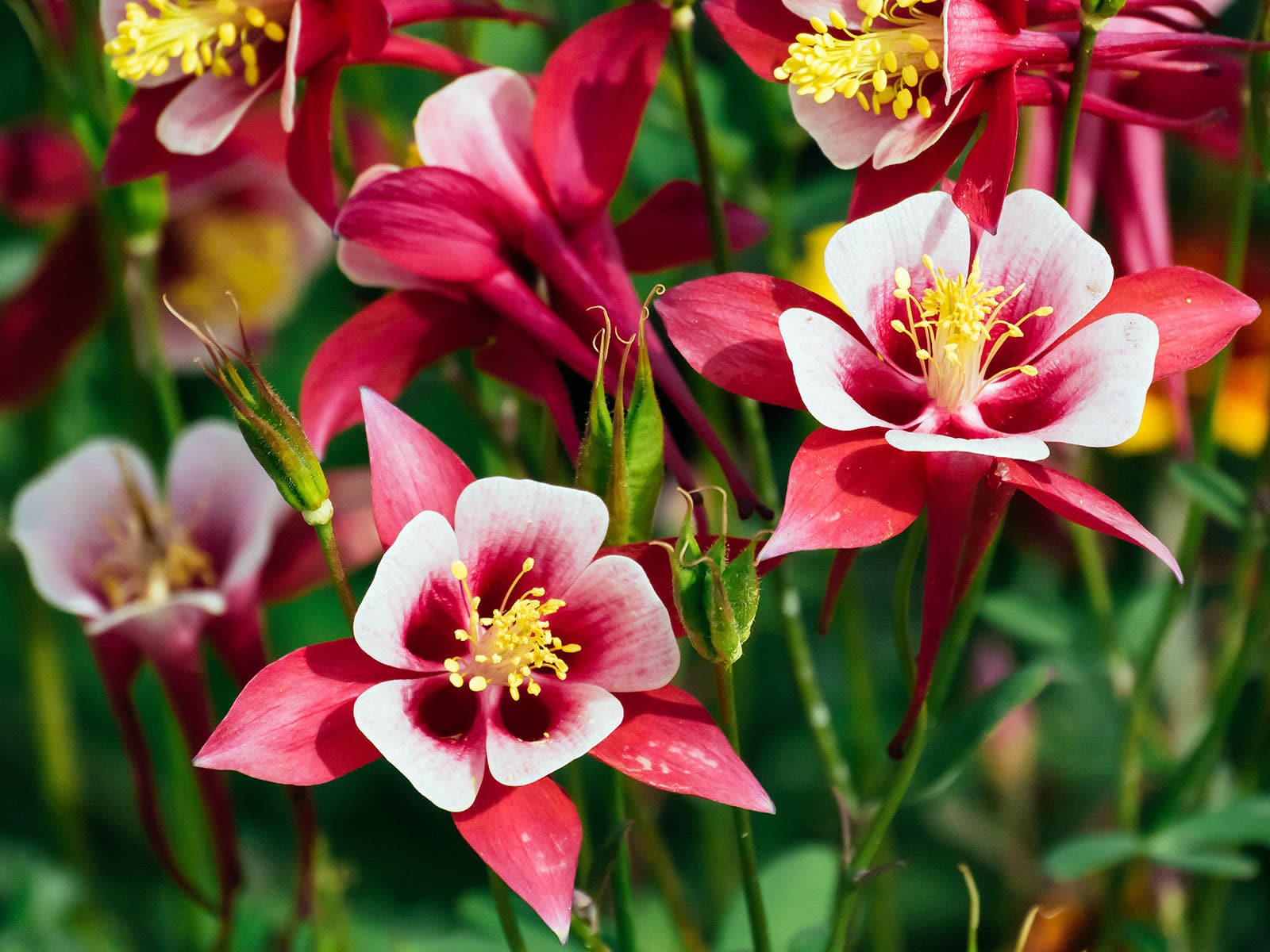 Red and white columbine flowers with yellow centers
