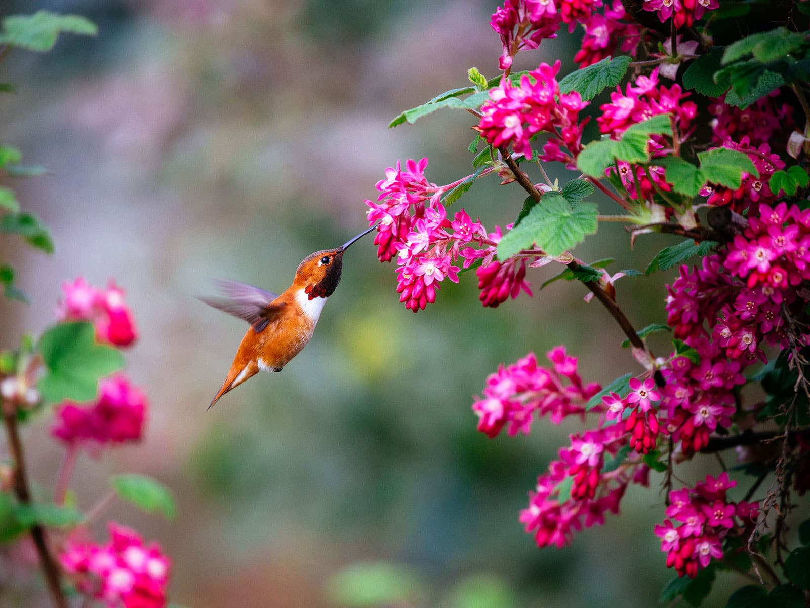 Hummingbird feeding on pinkish-red currant flowers