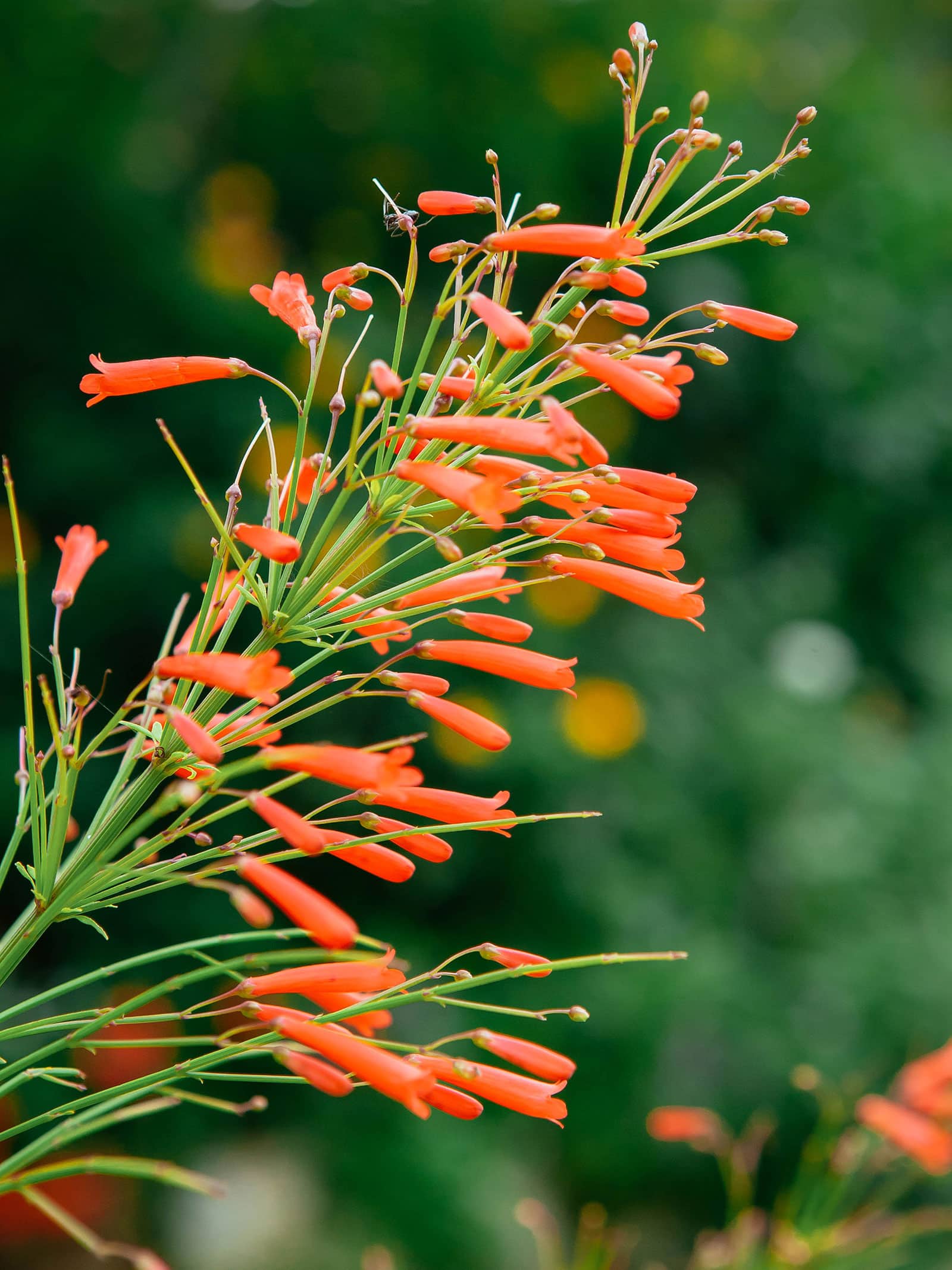 Orange flowers in bloom on firecracker plant
