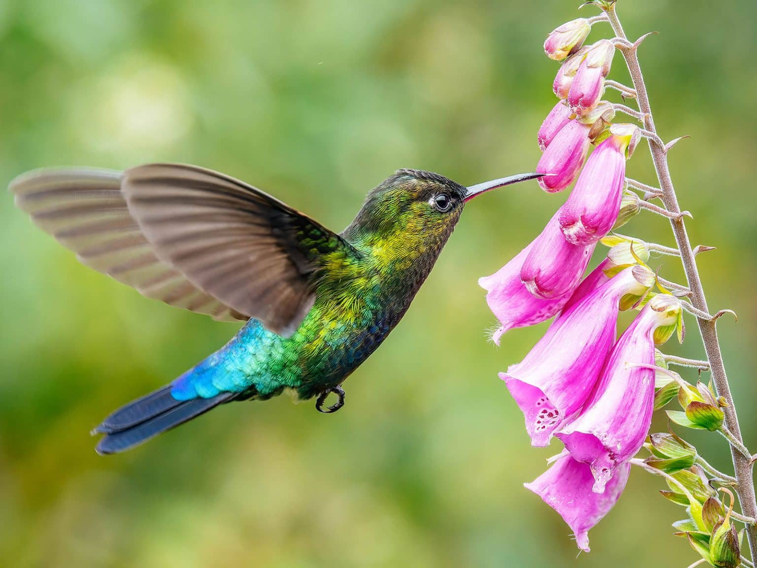 17 Flowers That Hummingbirds Love (Plant These in Your Garden ...