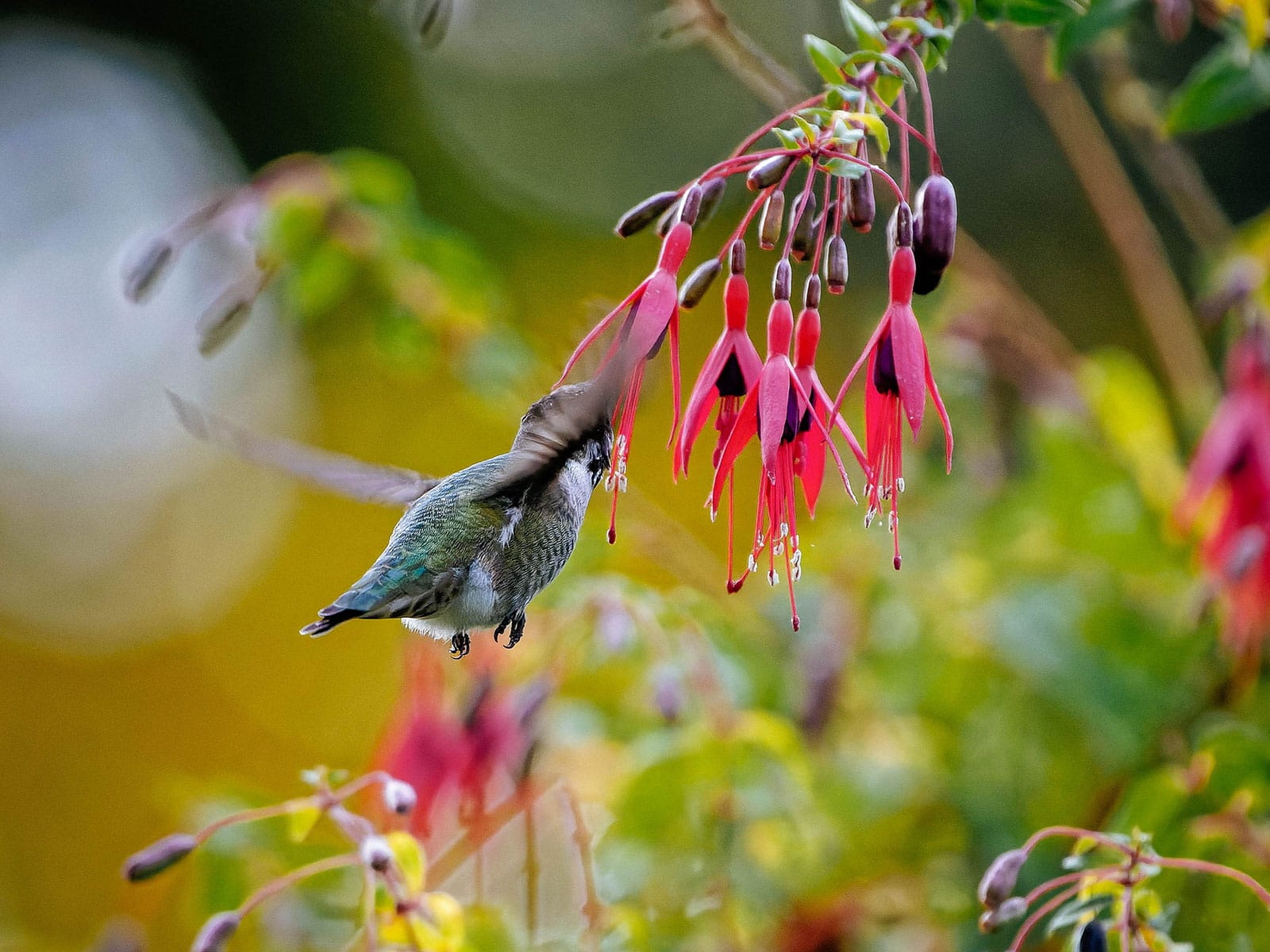 Hummingbird feeding on pink fuchsia flowers