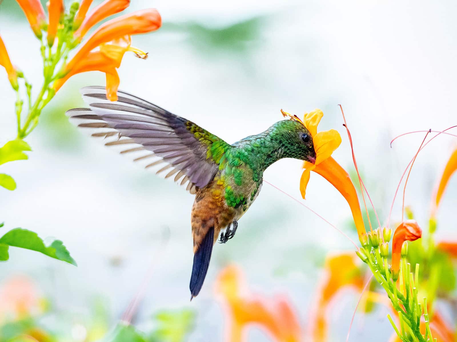 Flowers that hummingbirds love