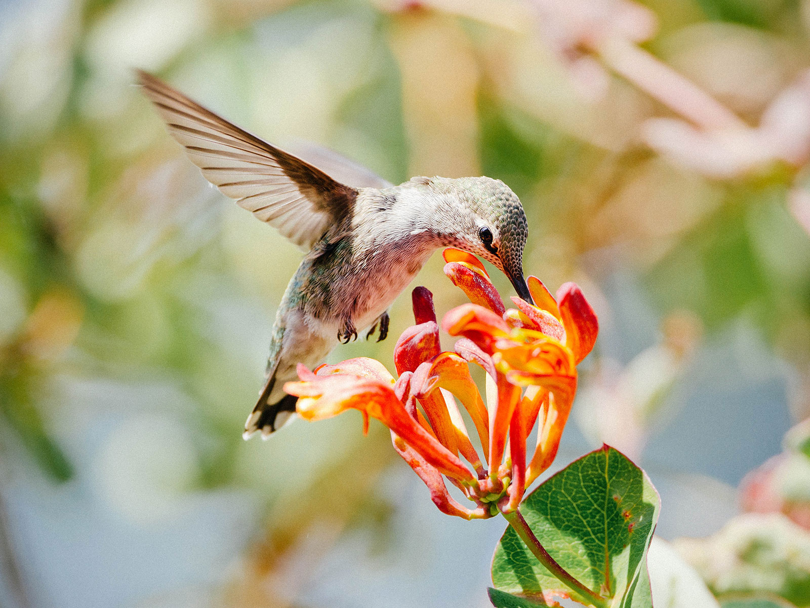 Hummingbird feeding on orange honeysuckle flowers