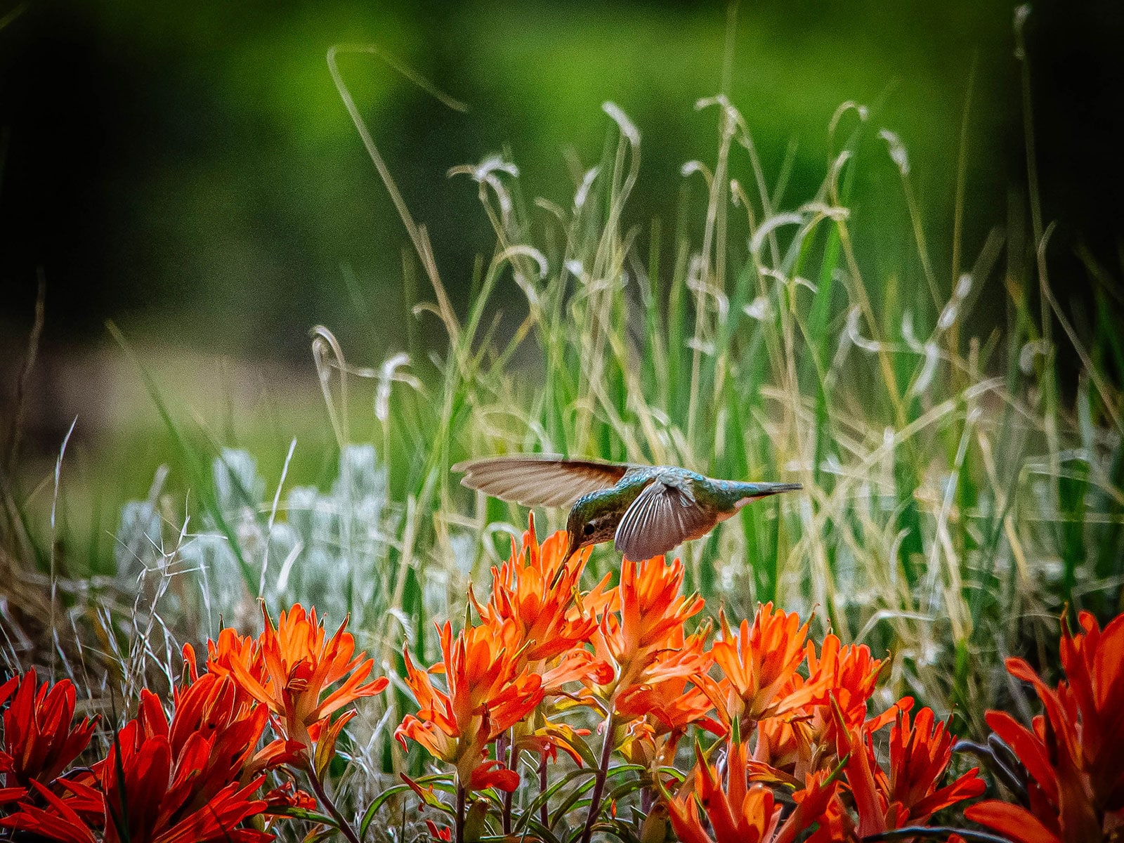 Hummingbird feeding on Indian paintbrush flowers