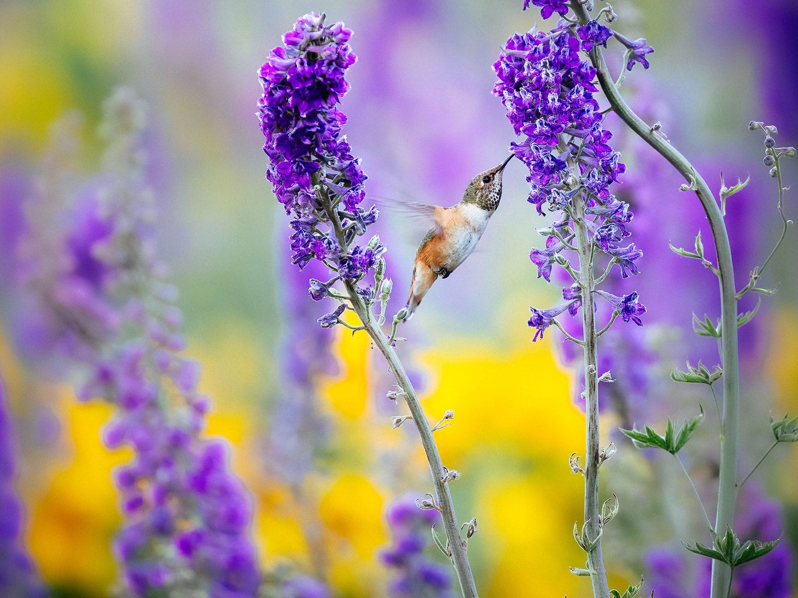 Hummingbird feeding on purple larkspur flowers