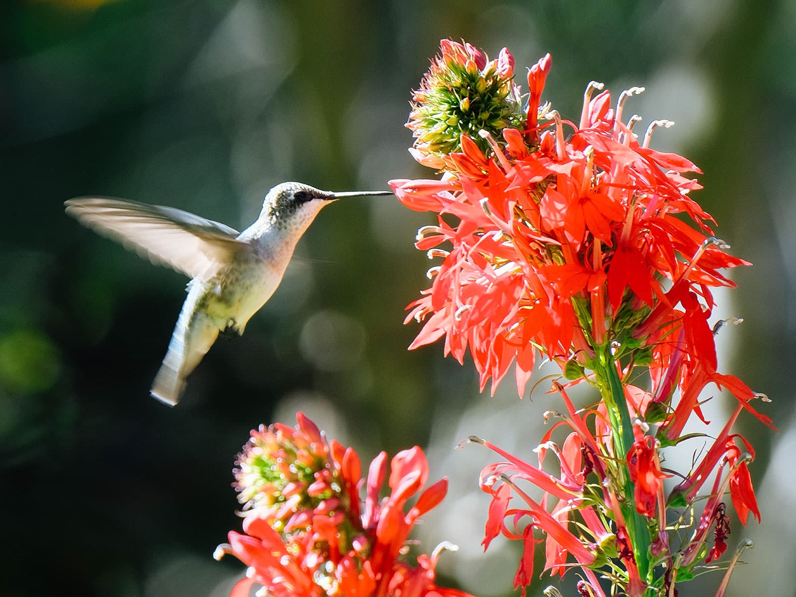 Hummingbird feeding on red lobelia flowers