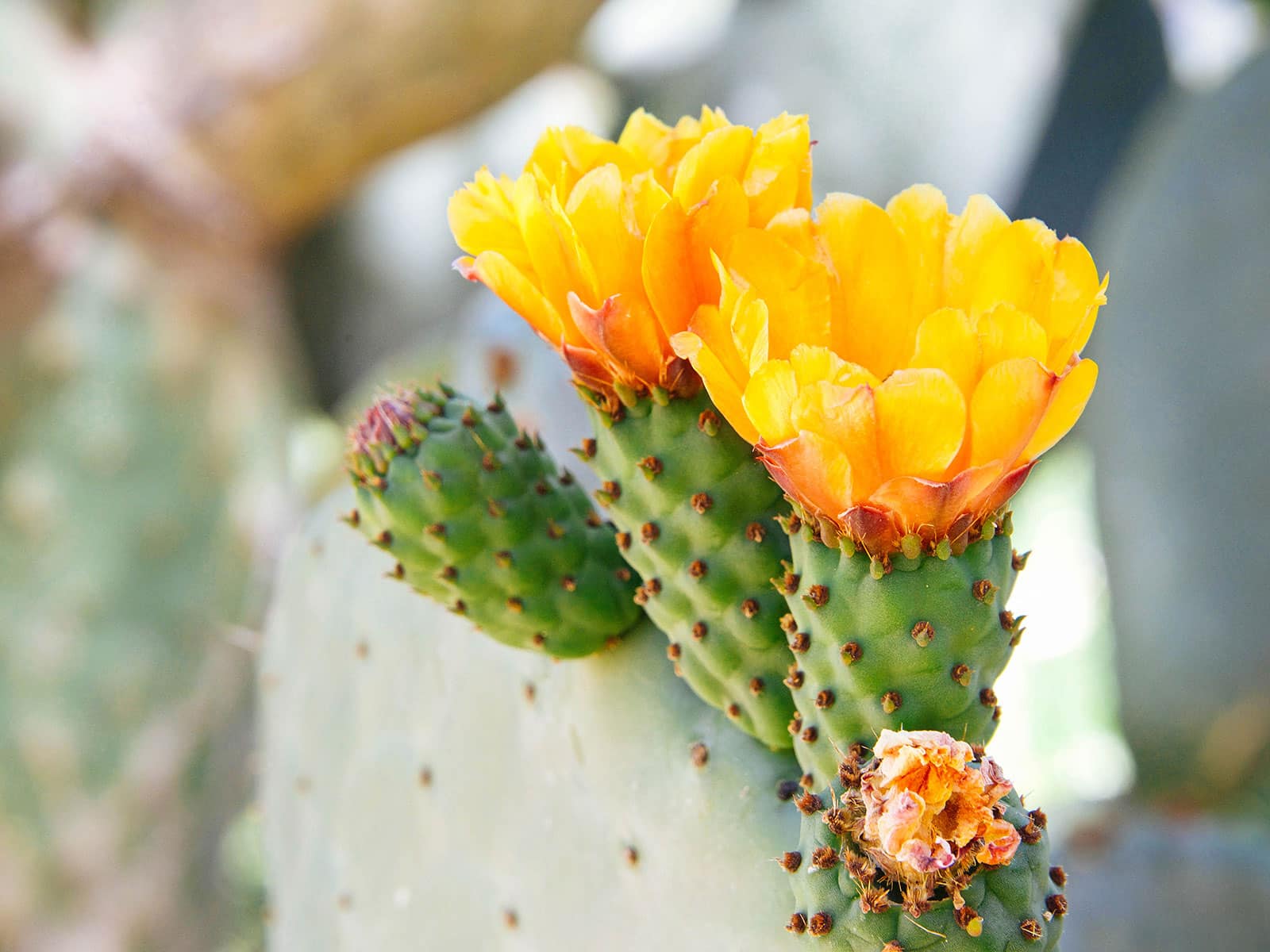 Prickly pear cactus with yellow flowers in bloom