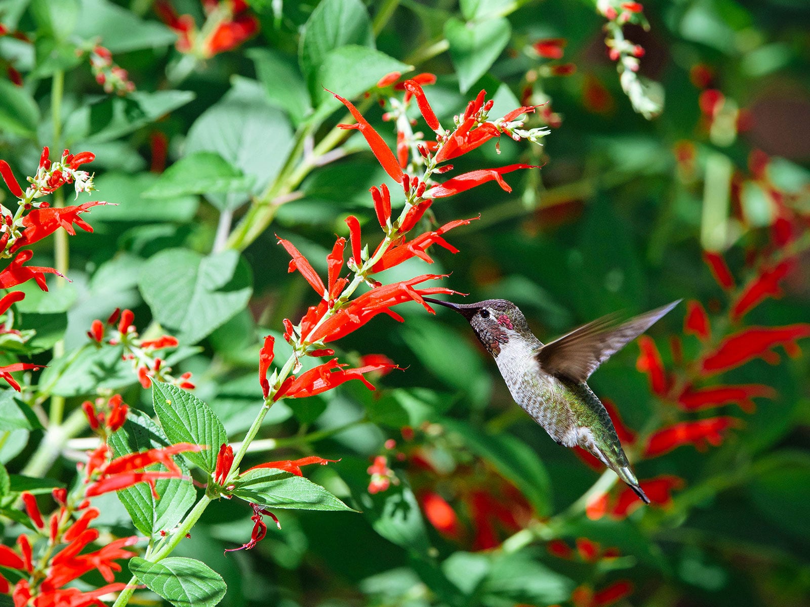 Hummingbird feeding on pineapple sage flowers