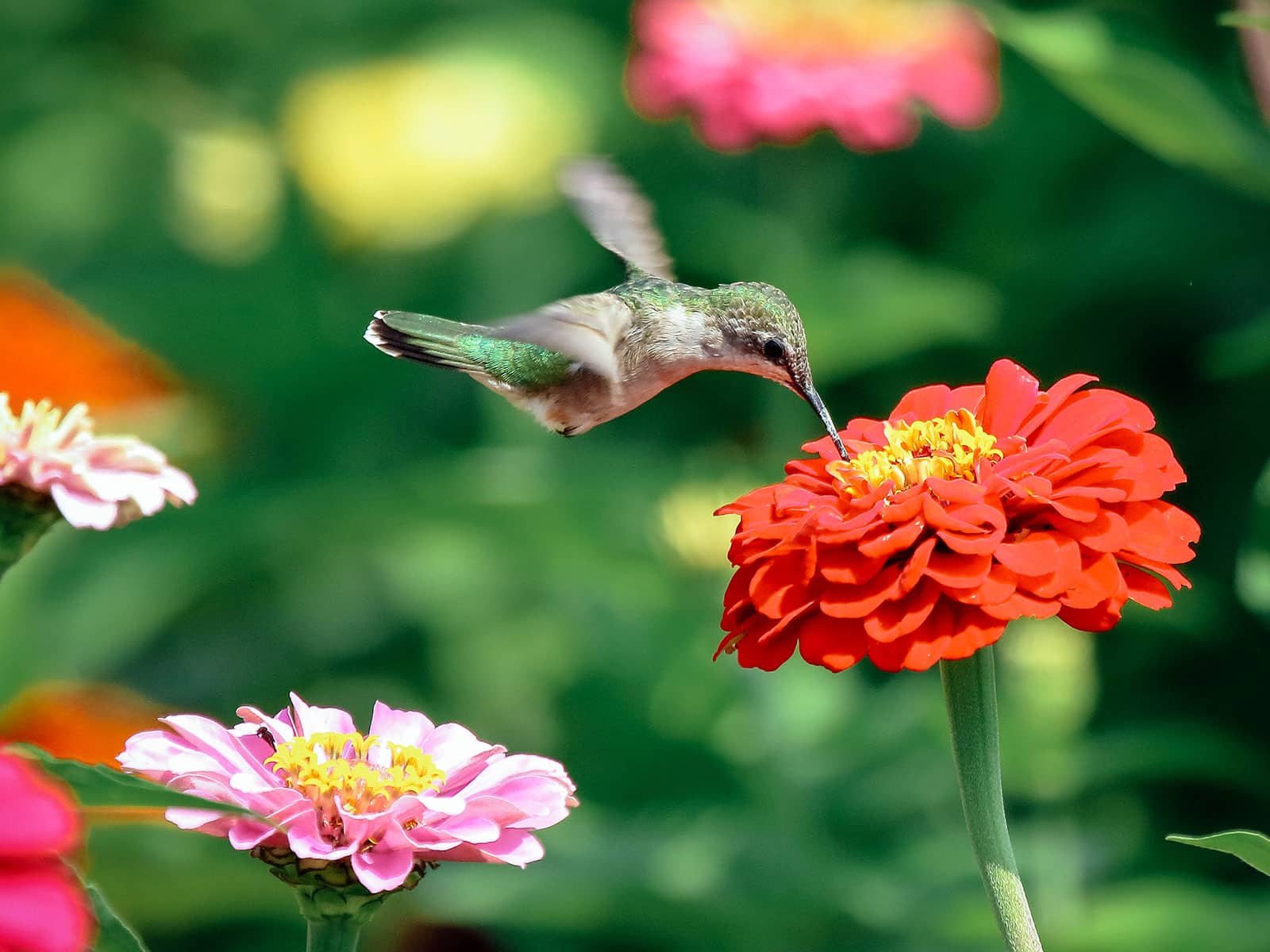 Hummingbird feeding on a red zinnia flower