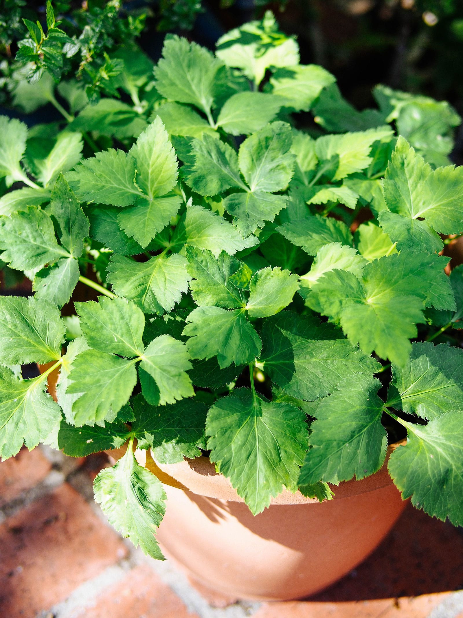 Perennial mitsuba (wild Japanese parsley) growing in a brown plastic pot