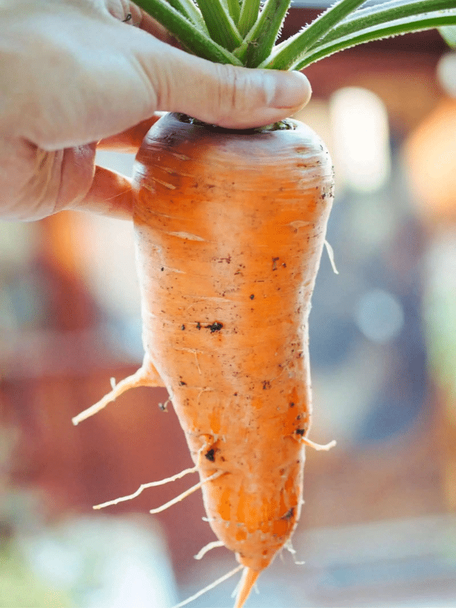 If You’re Planting Vegetables, Know How Deep Their Roots Go