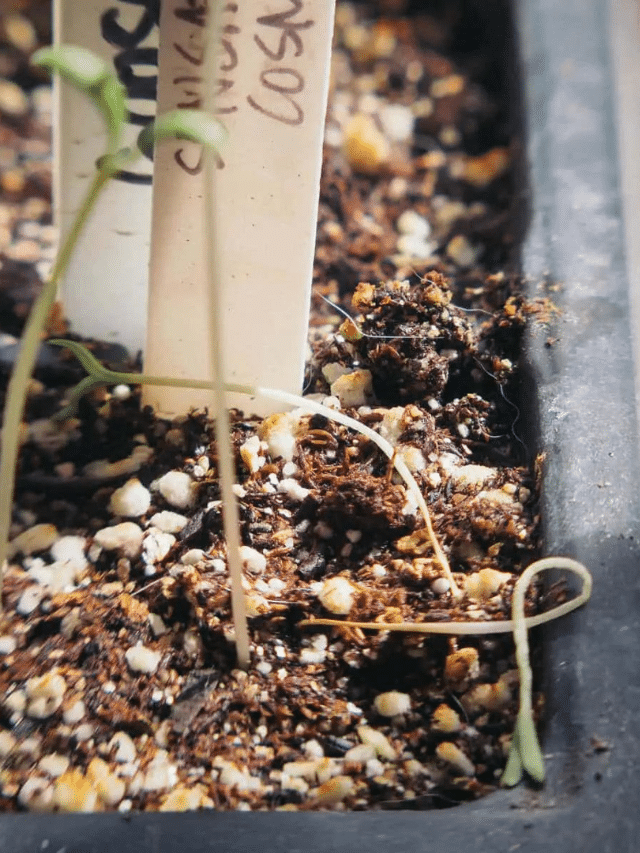Why Your Seedlings Keep Dying (and How to Fix Damping Off Disease)