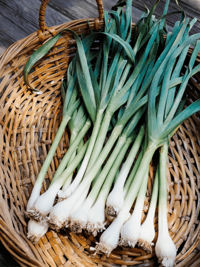 Green Garlic is a Gourmet Delicacy You Need to Plant This Spring