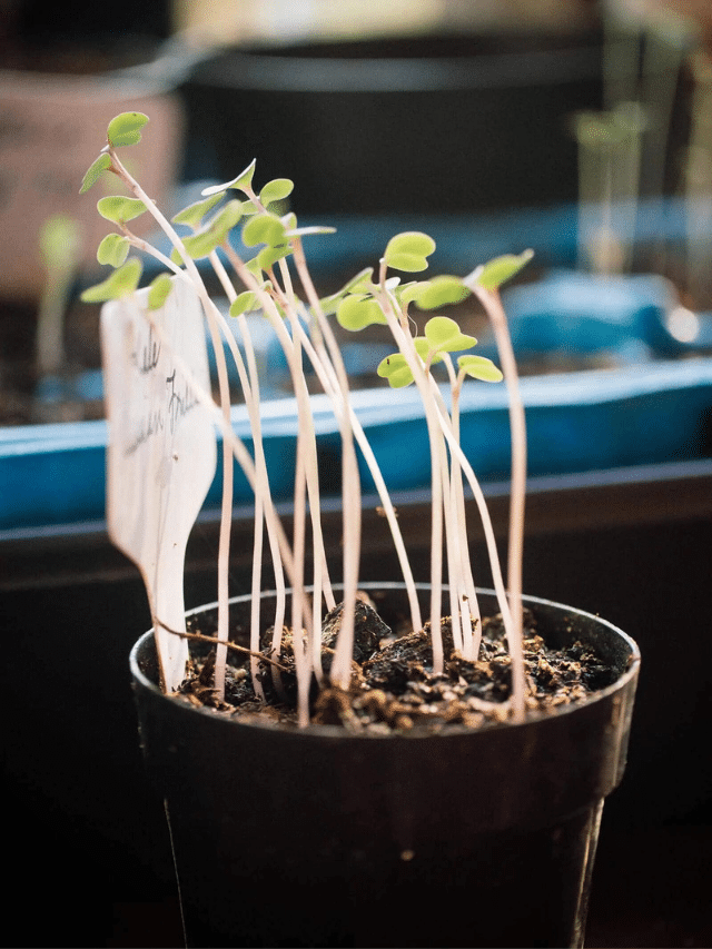 How to Fix Leggy Seedlings (and Prevent Them in the First Place)