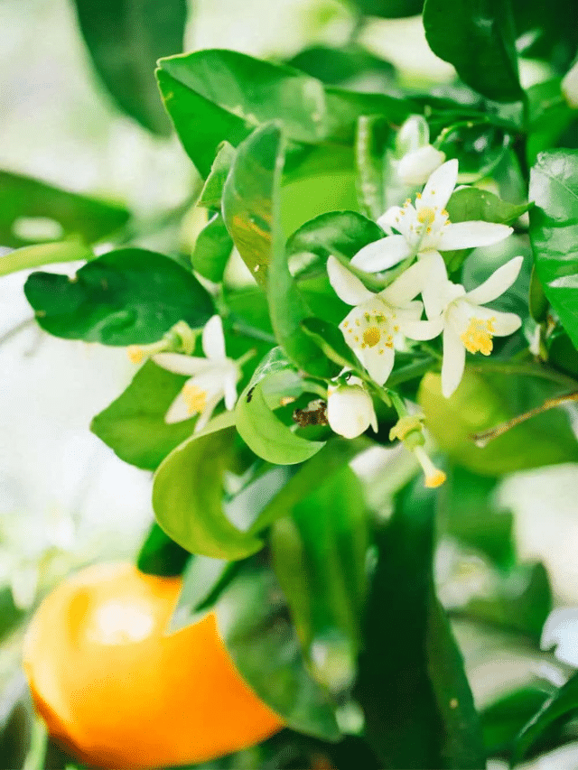 Make This Soothing Tea with Fresh Orange Blossoms