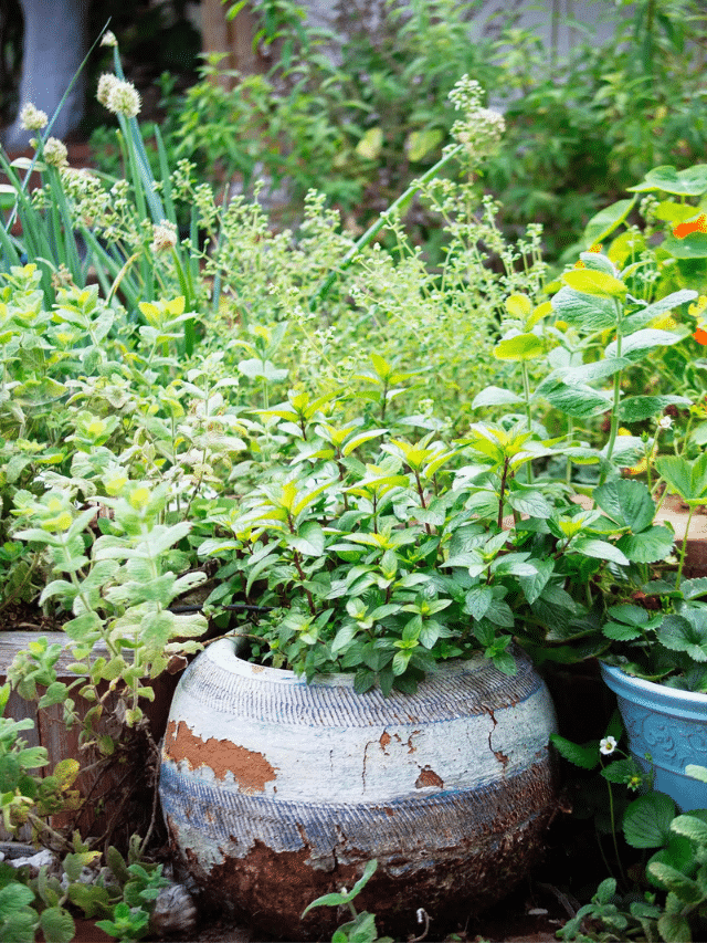 Plant These Perennial Herbs Once and Enjoy Them For Years