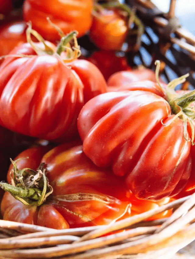 My Tested-and-True Tomato Growing Tips for Huge Harvests