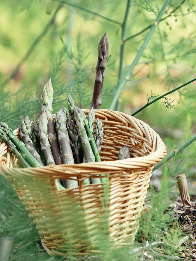 How I Grow Asparagus in a Raised Bed for Big Yields