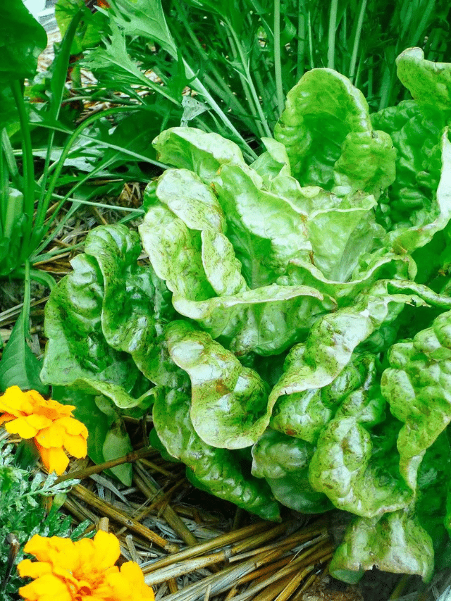 The Best Varieties of Heat-Tolerant Lettuce That Will Grow All Summer