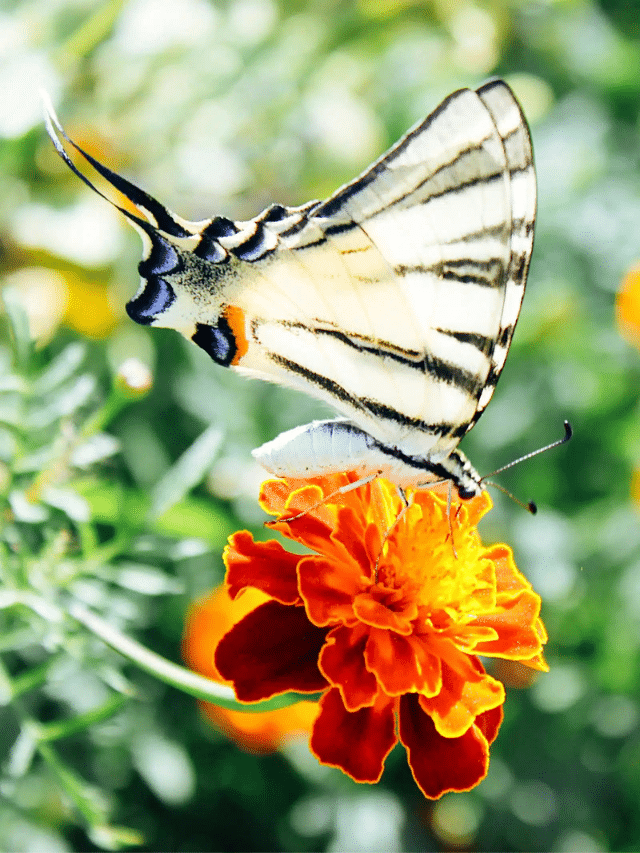 Simple Tips for Creating a Beautiful Butterfly Garden